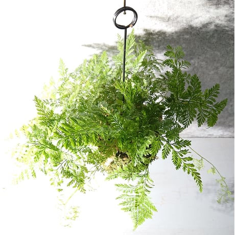 ”ときわしのぶの苔玉” ギフト プレゼント 贈り物 父の日 観葉植物