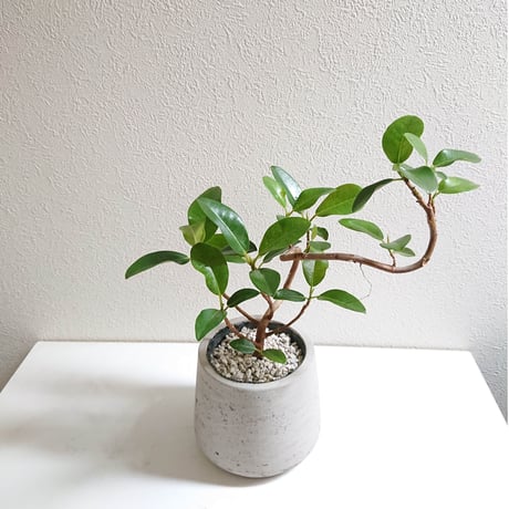 ●限品●希少”フィカスルビギノーサ　フランスゴムの木 鉢カバー付き（オランダ）”　観葉植物　ゴムの木　変形木　フランスゴム