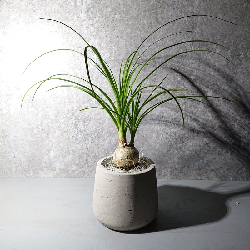 その他観葉植物 nori ○現品限定○”ノリナ トックリラン 鉢カバー付（オランダ）” 塊根植物