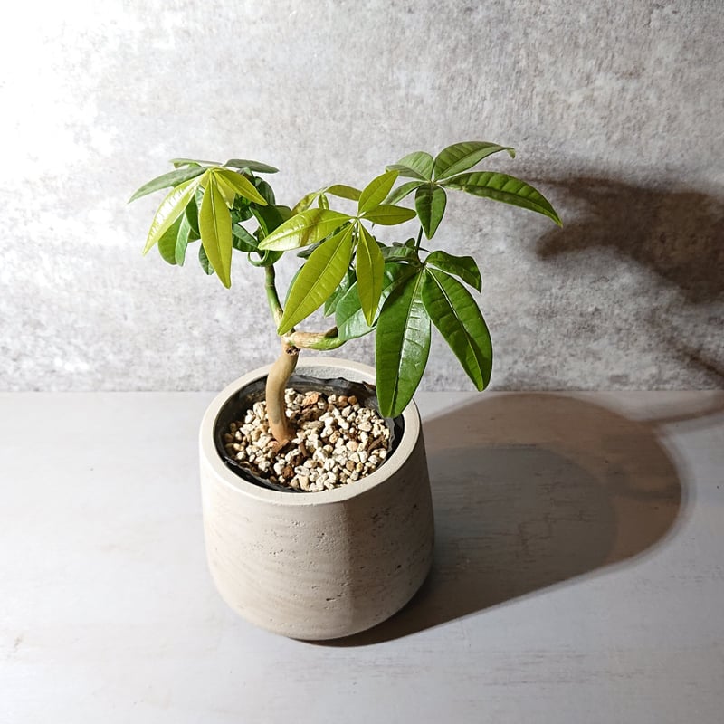 ○人気品種○ ”パキラ 鉢カバー付き（オランダ）” 観葉植物 グレー