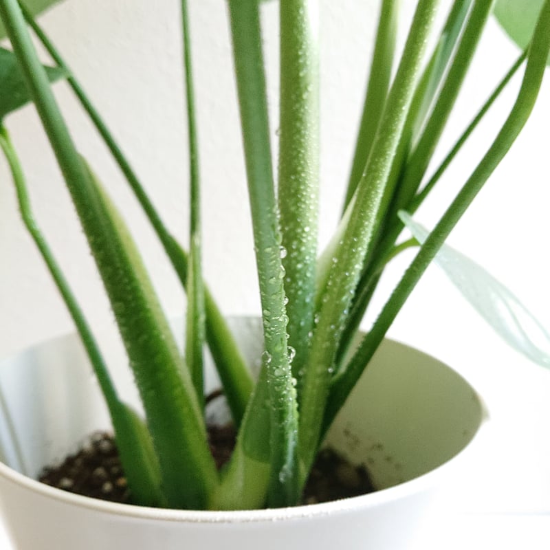 ○数量限定○新作○”モンステラ 6号size White鉢付き” 観葉植物