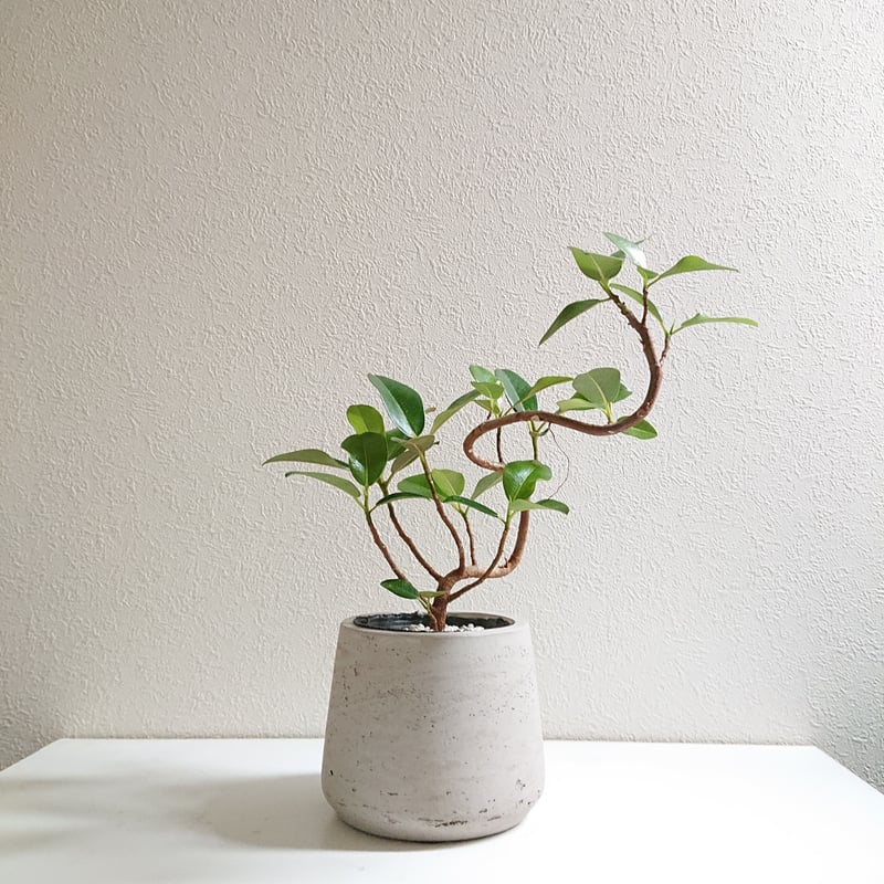 フィカス　ルビキノーサ 250425 5 フランスゴム(フィカスルビキノーサ) | FEEL THE GREEN | 姫路の観葉