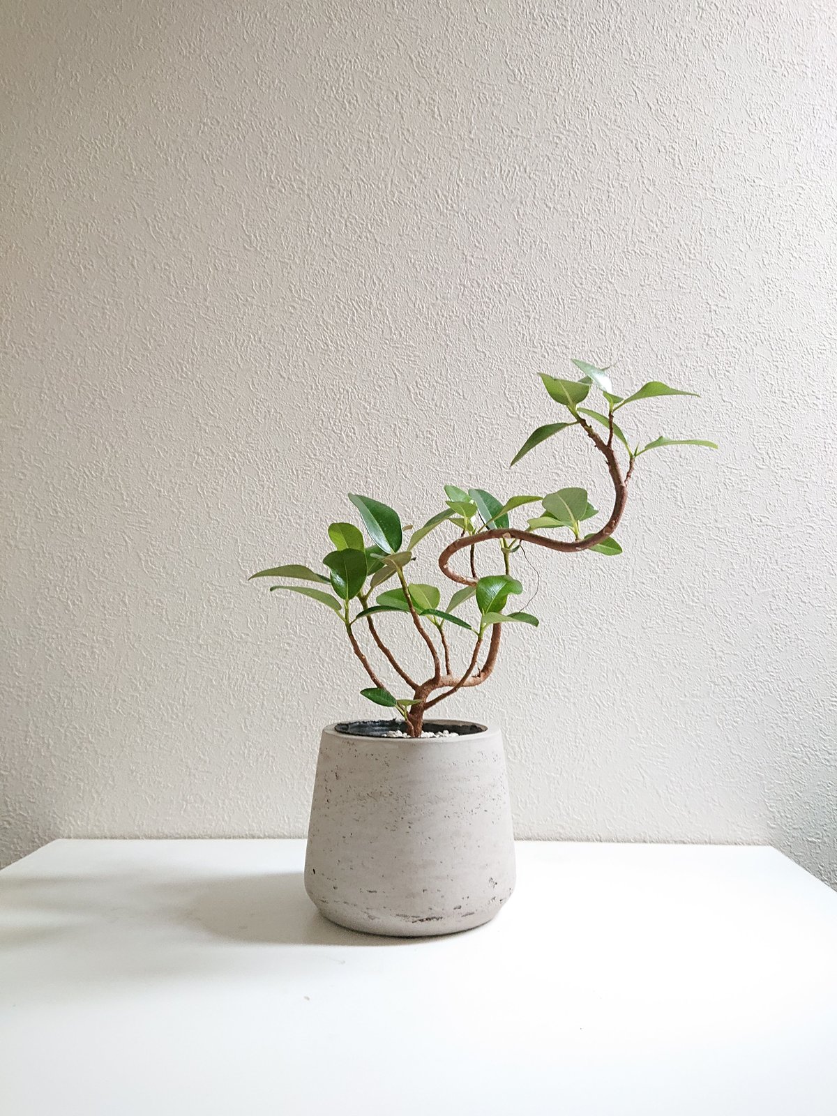 フランスゴム　曲がり　陶器鉢 フランスゴム 曲がり 陶器鉢