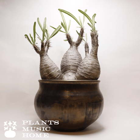 PlantsMusicHome