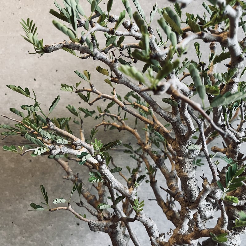 senna meridionalis センナ メリディオナリス ※現地球発根済株