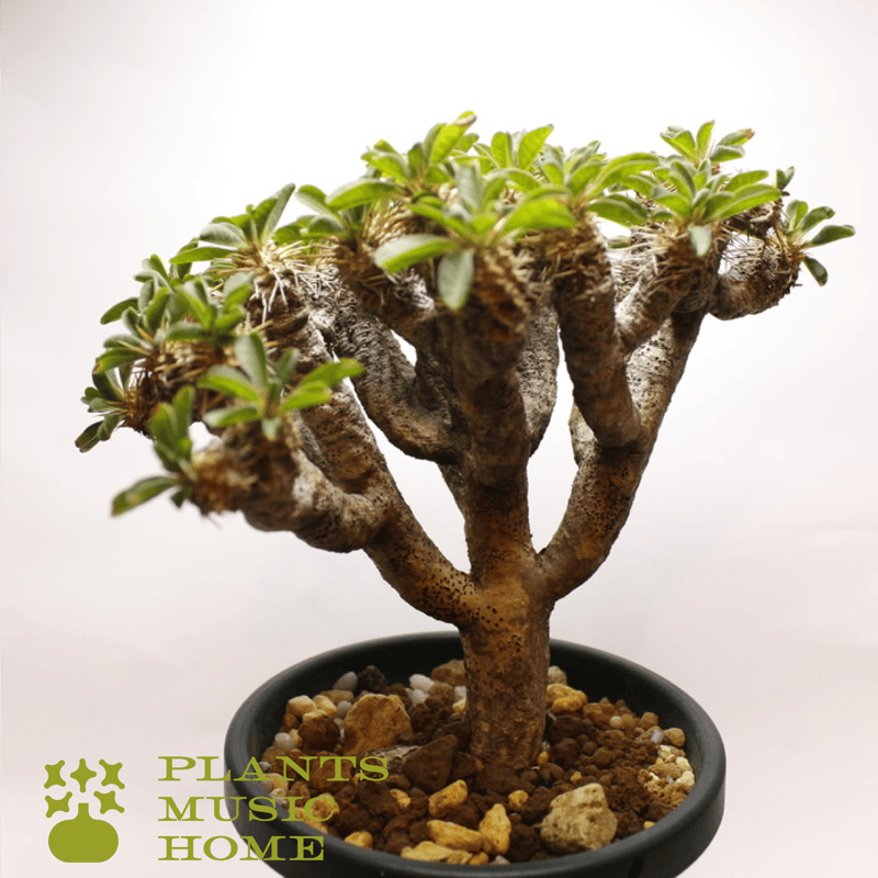 ユーフォルビア・ギラウミニアナ Euphorbia guillauminiana