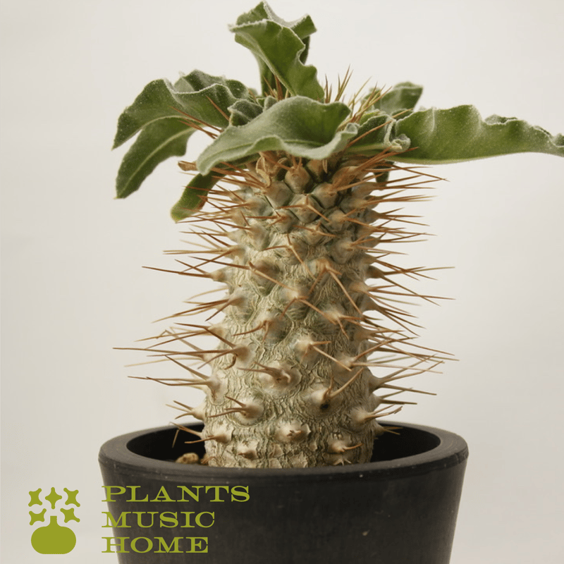 パキポディウム ナマクアナム 光堂 Pachypodium namaquanum | Plan