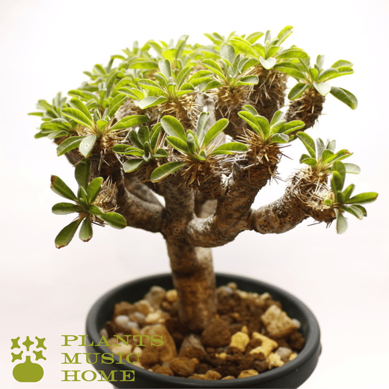 ユーフォルビア・ギラウミニアナ Euphorbia guillauminiana