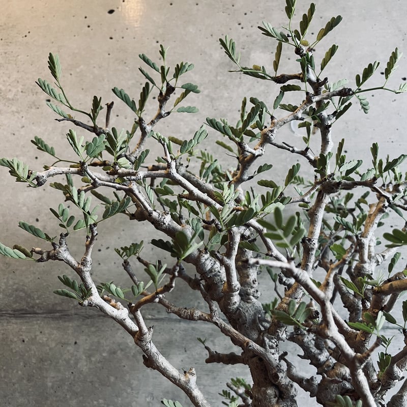 センナメリディオナリス　現地球　灌木　塊根植物　発根済み　美形　大型 現地球・発根済】センナ メリディオナリスル 鉢付き 塊根植物