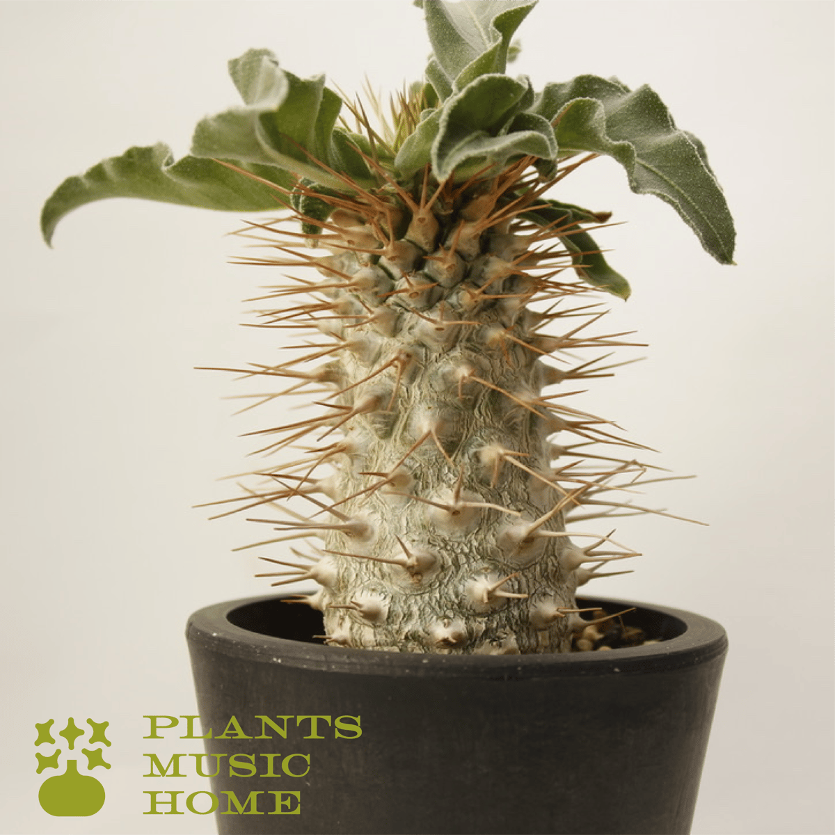 ナマクアナム 塊根植物 コーデックス 発根済み 【公式通販】