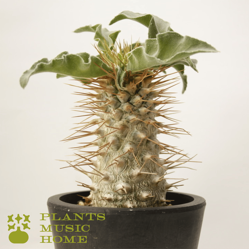 3粒 Pachypodium namaquanum(パキポディウム・ナマクアナム 光堂