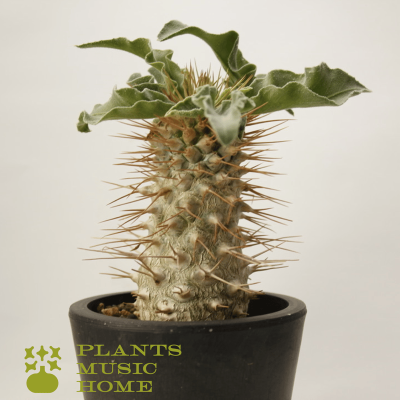 パキポディウム ナマクアナム 光堂 Pachypodium namaquanum