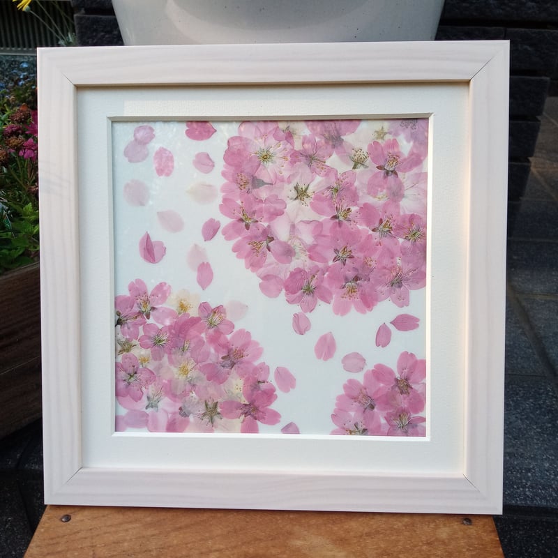 押し花専用額 押し花アート 不思議な花倶楽部 桜 桜の押し花額