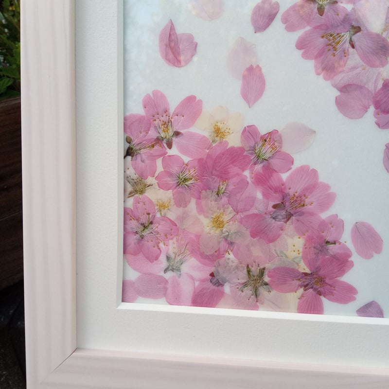 五条川の桜 花材 桜 銀ポプラ コケ 和紙 押し花 絵額/函付 作品 送料無 五条川の桜 花材 桜 銀ポプラ コケ 和紙 押し花 絵額/函付