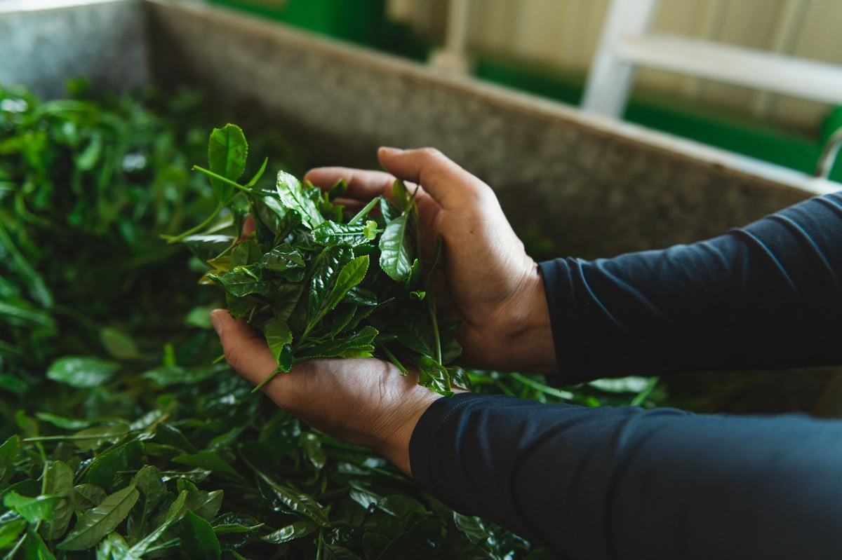 Green Letter(お茶3種と郵送パッケージ)SET | Green Letter