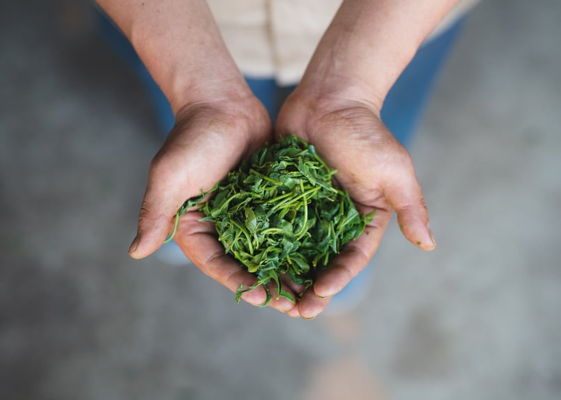 Green Letter全20種類(1煎パック)SET | Green Letter