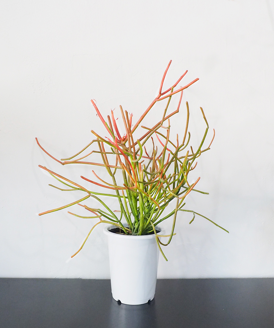 新宿でお渡し限定‼️ 観葉植物　ミルクブッシュ 新宿でお渡し限定‼️ 観葉植物 ミルクブッシュ 新宿で手渡し限定【観葉