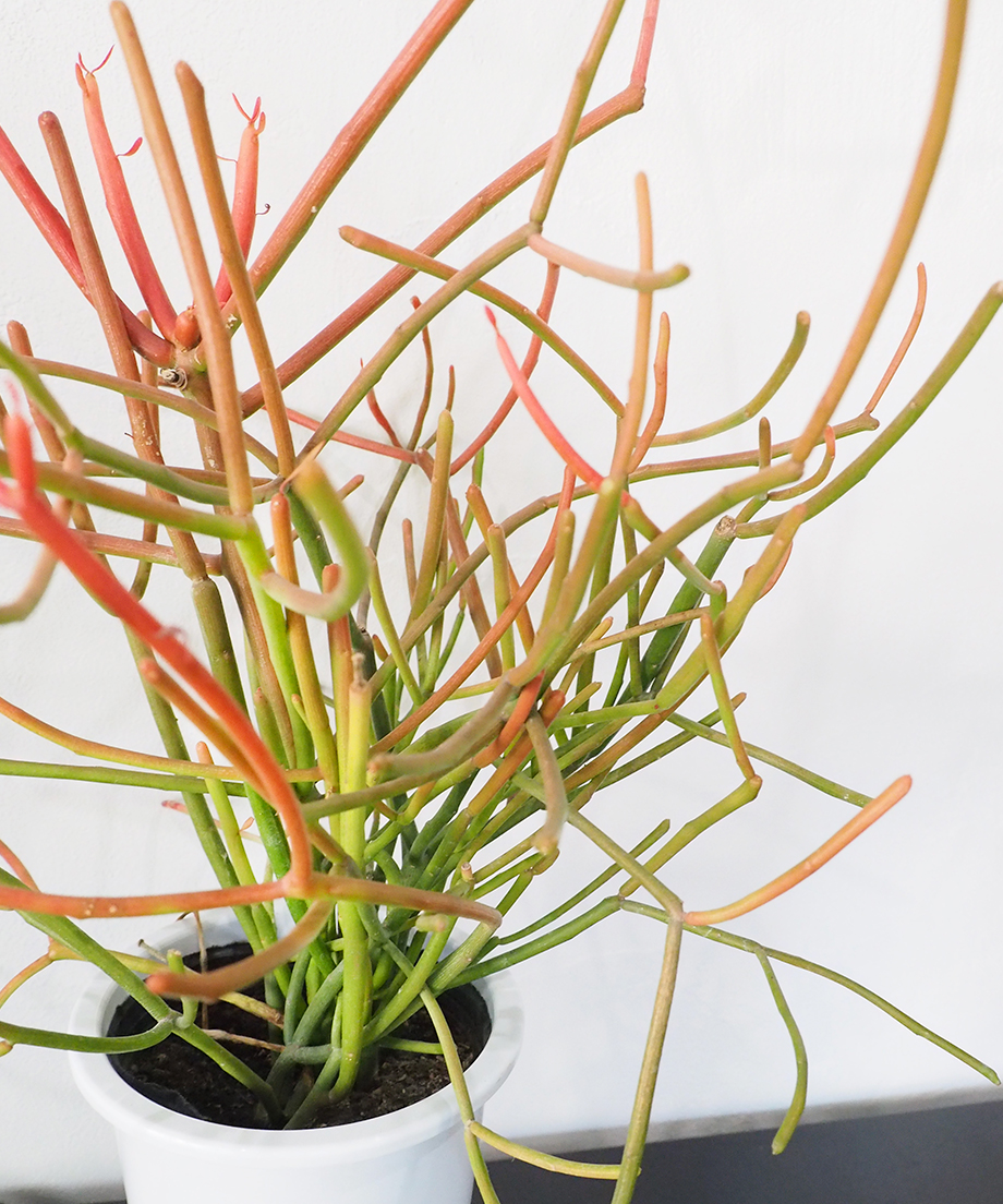 新宿でお渡し限定‼️ 観葉植物 ミルクブッシュ 新宿で手渡し限定【観葉