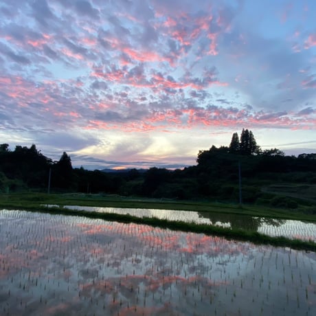 在庫わずか！【2kg】合鴨の恵み（完全無農薬・無化学肥料米） 税・送料込