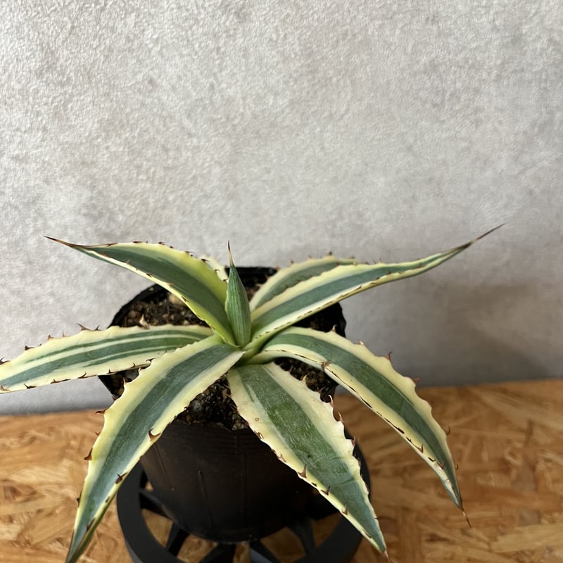 アガベ キシロナカンサフロストバイト | tomo's_green