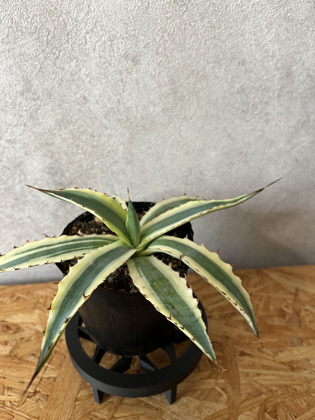 アガベ　フロストバイト　大株 アガベ キシロナカンサ ' フロストバイト ' Agave xylonacantha