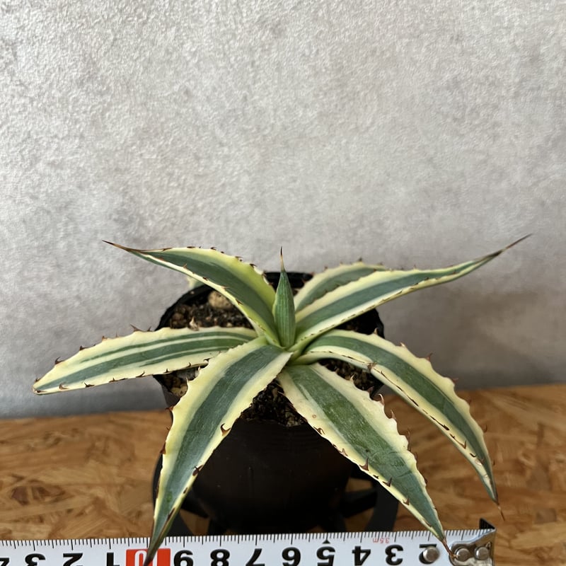 アガベ キシロナカンサフロストバイト | tomo's_green