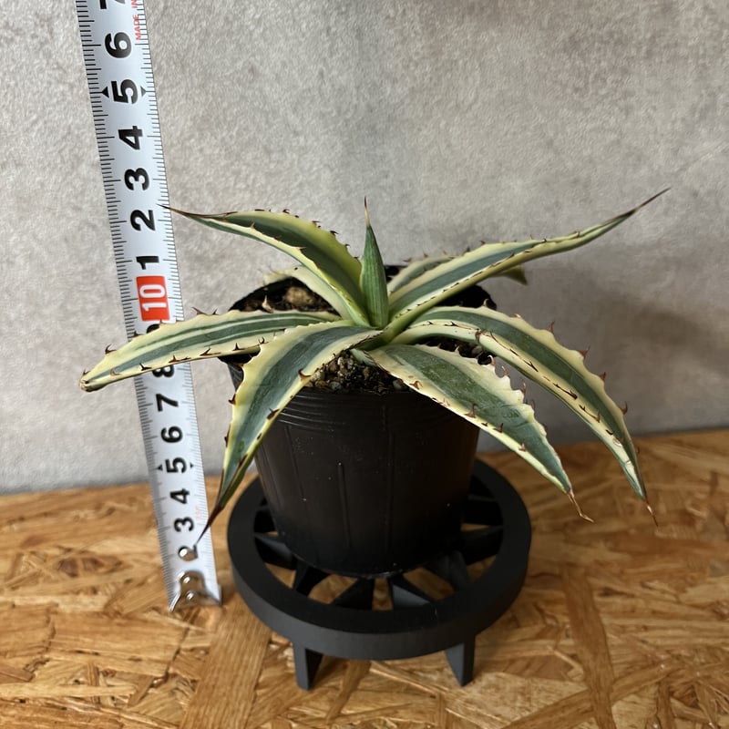 アガベ キシロナカンサフロストバイト | tomo's_green