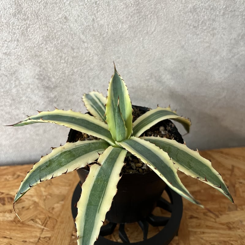 アガベ　フロストバイト　大株 アガベ』【キシロナカンサ フロストバイト】 : 【BOTANICAL MAJESTY】