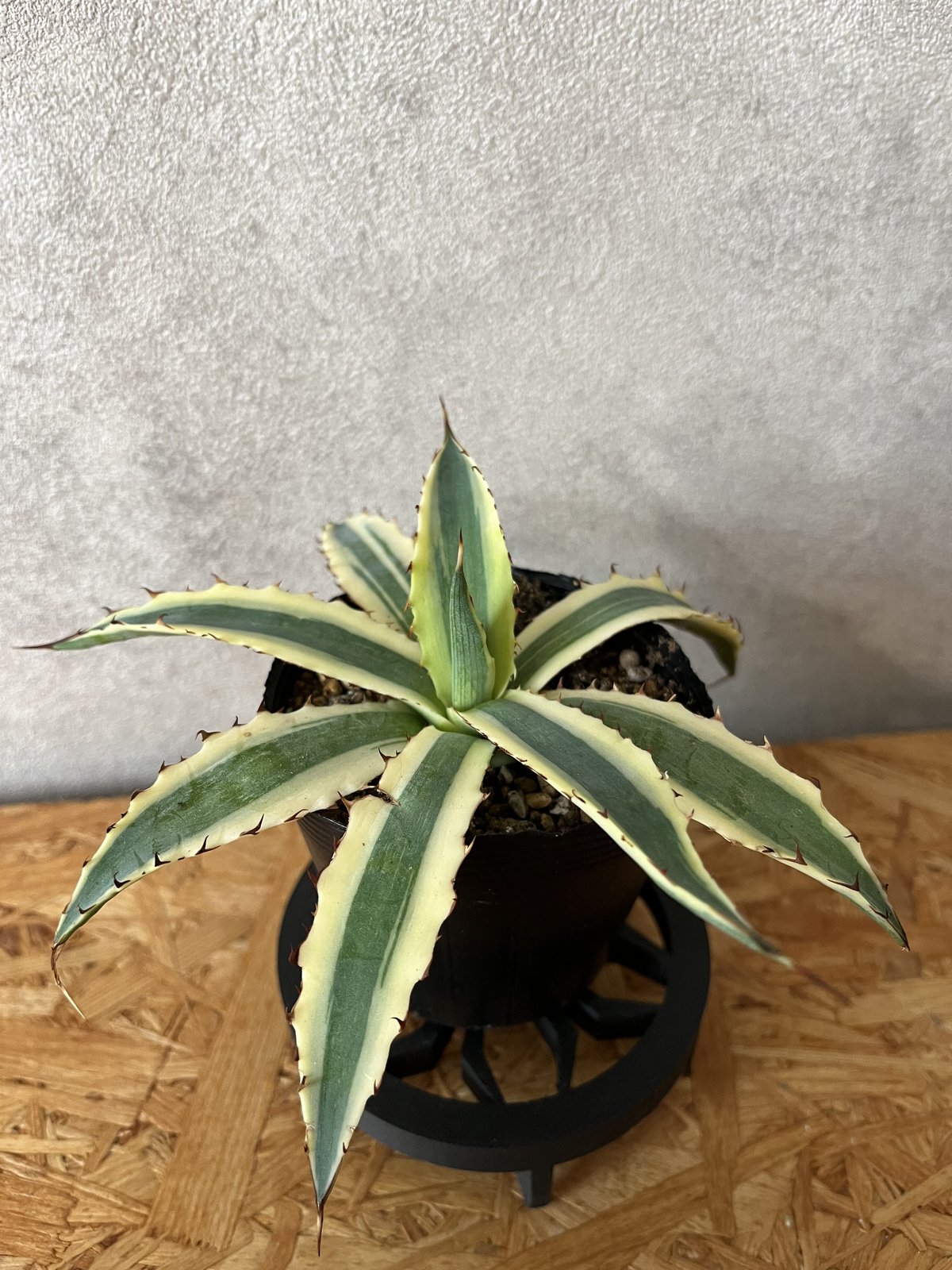 アガベ　フロストバイト　大株 fit=scale-down,w=1200