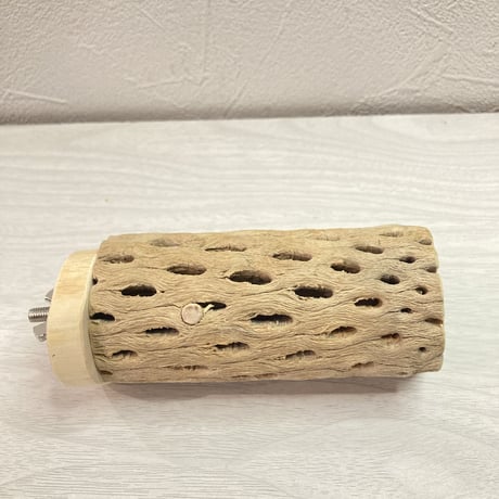 カクタスパーチ【C】 中 直径5cm前後 長さ10cm