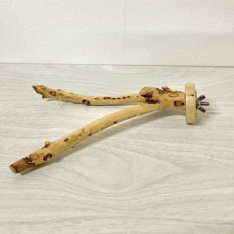 国産カイヅカイブキのパーチ