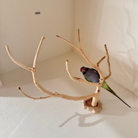 貝塚伊吹のピノキオの鼻 【インコの止まり木 自然木 天然木】