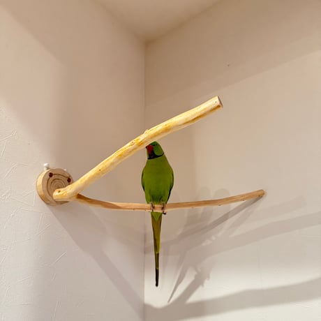 桧のピノキオの鼻 ②【インコ・小鳥のおもちゃ　自然木の止まり木】