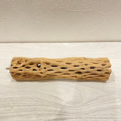 カクタスパーチ【30】直径4~5cm/長さ20cm