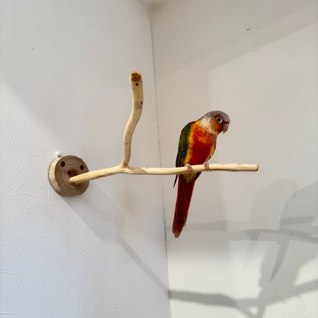 桧のピノキオの鼻④