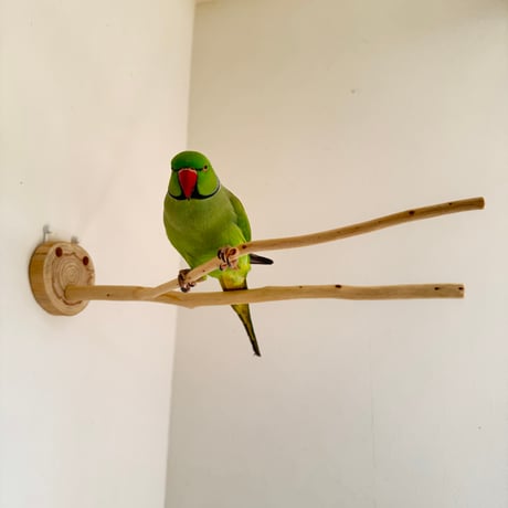桧のピノキオの鼻 ②