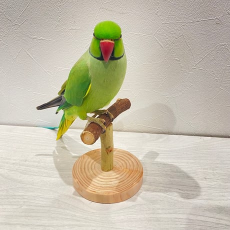 自然木(ツタ)のスタンドパーチ③   パーチ長さ12cm／高さ約10.5cm