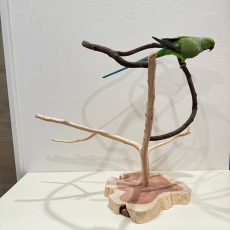 貝塚伊吹とツタのぐるりんスタンドパーチ 【自然木 とまり木 セキセイインコ・ウロコインコ・オカメインコ】