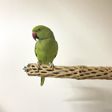 ケージサイズカクタスパーチ 小サイズ直径3-4cm HOEI465 ③