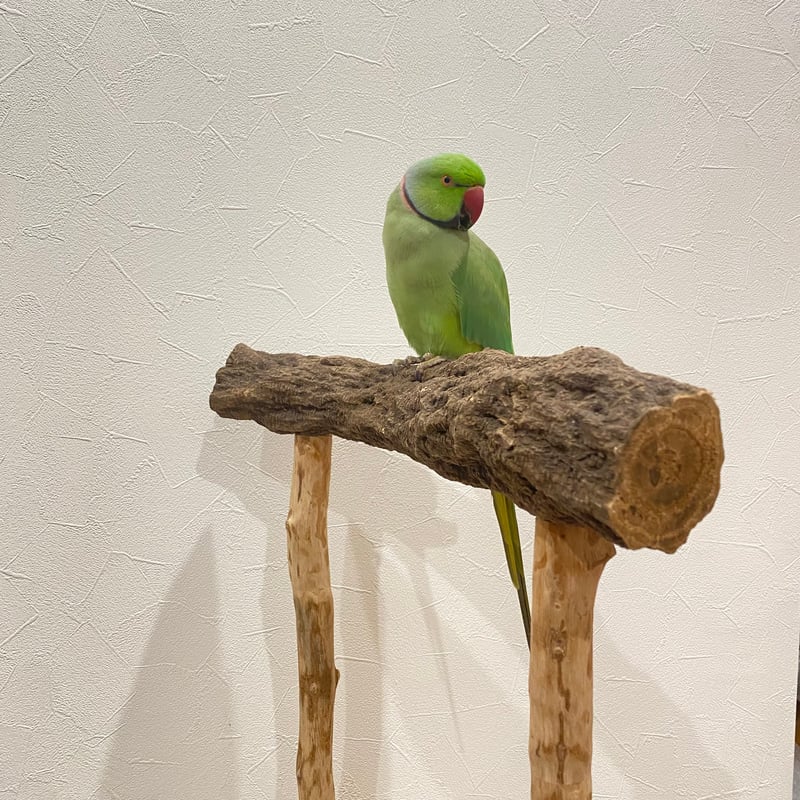 【フィンチ用】梅と桜のフィンチTree バードスタンド 大型さん用 ちょっと待っててねスタンドパーチ | 自然木の鳥用品