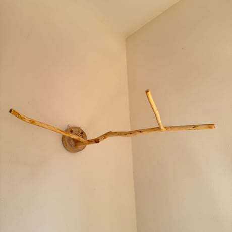 桧のピノキオの鼻 ③