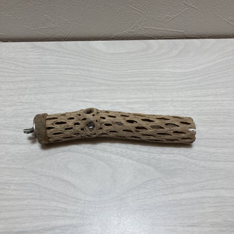 カクタスパーチ⑧極小2-3㎝長さ15㎝