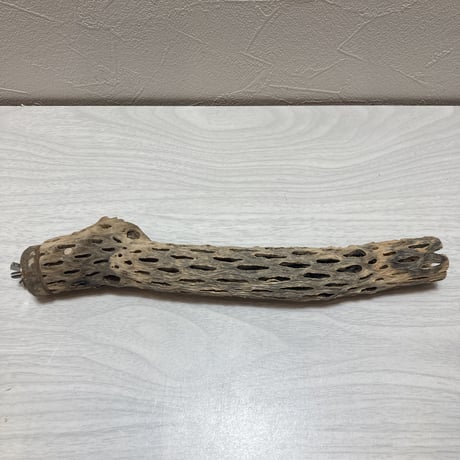 カクタスパーチ極小2-3㎝長さ25㎝