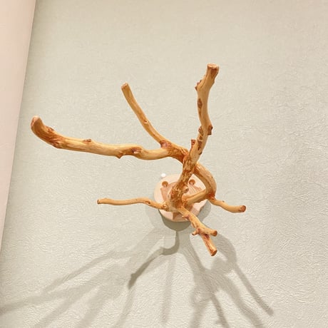 ピノキオの鼻④