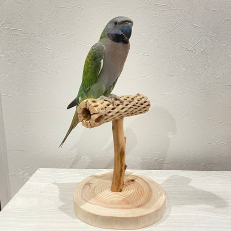 カクタスのスタンドパーチ　パーチ長さ20cm／高さ22cm