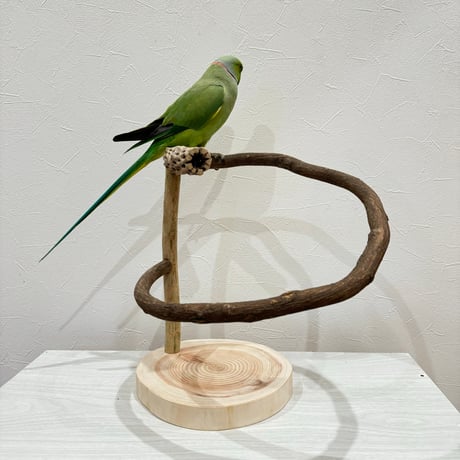 ツタのぐるりんスタンドパーチ②　カクタス付き