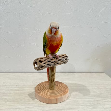 【体重測定用】カクタスのスタンドパーチ② 長さ12cm／足高さ8cm