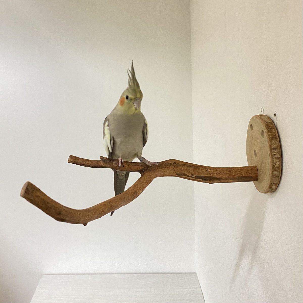 ピノキオの鼻 ⑥ | 自然木の鳥用品 鳥豆堂【トリマメドウ】バード
