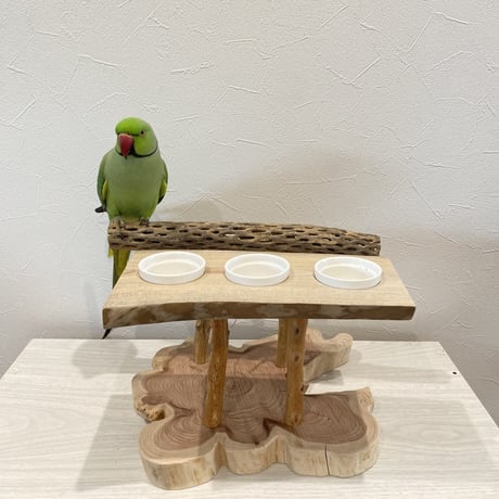 おしゅし屋さん　カクタスカウンタースタンド