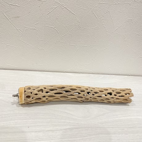 カクタスパーチ⑦ 小サイズ直径3.5〜4cm/25cm